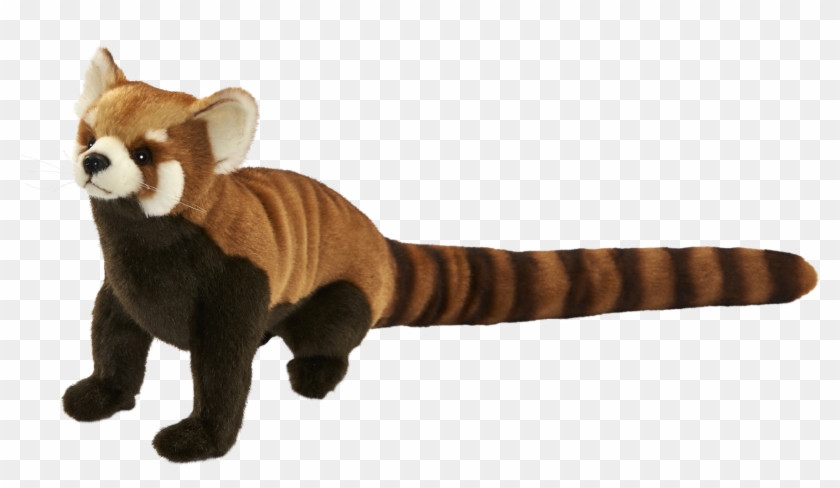 Red Panda Giant Panda Animal Paw Dog Breed - Red Panda Giant Panda Animal Paw Dog Breed #569619