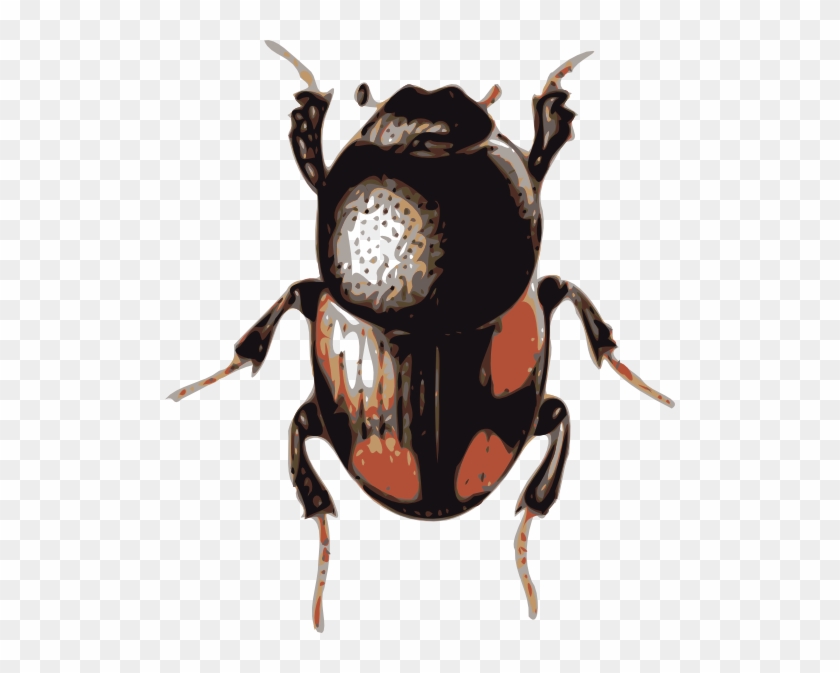 Insect Beetle Png Images - Beetle Clipart #569673