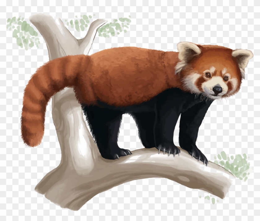 Red Panda Giant Panda Drawing Cuteness - Red Panda Realistic Drawing #569763