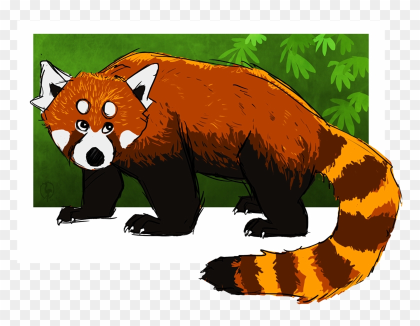 Red Panda Bear Vertebrate Giant Panda Carnivora - Red Panda Bear Vertebrate Giant Panda Carnivora #569813