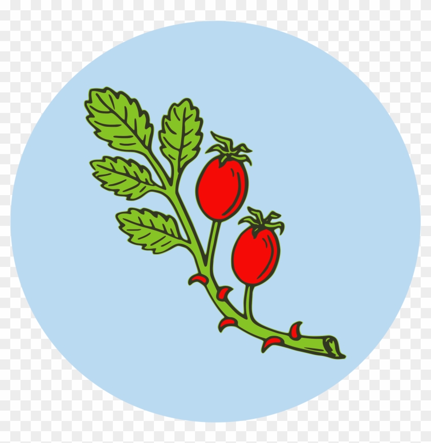 Clipart - - Fruit Of A Plant Clipart #570683