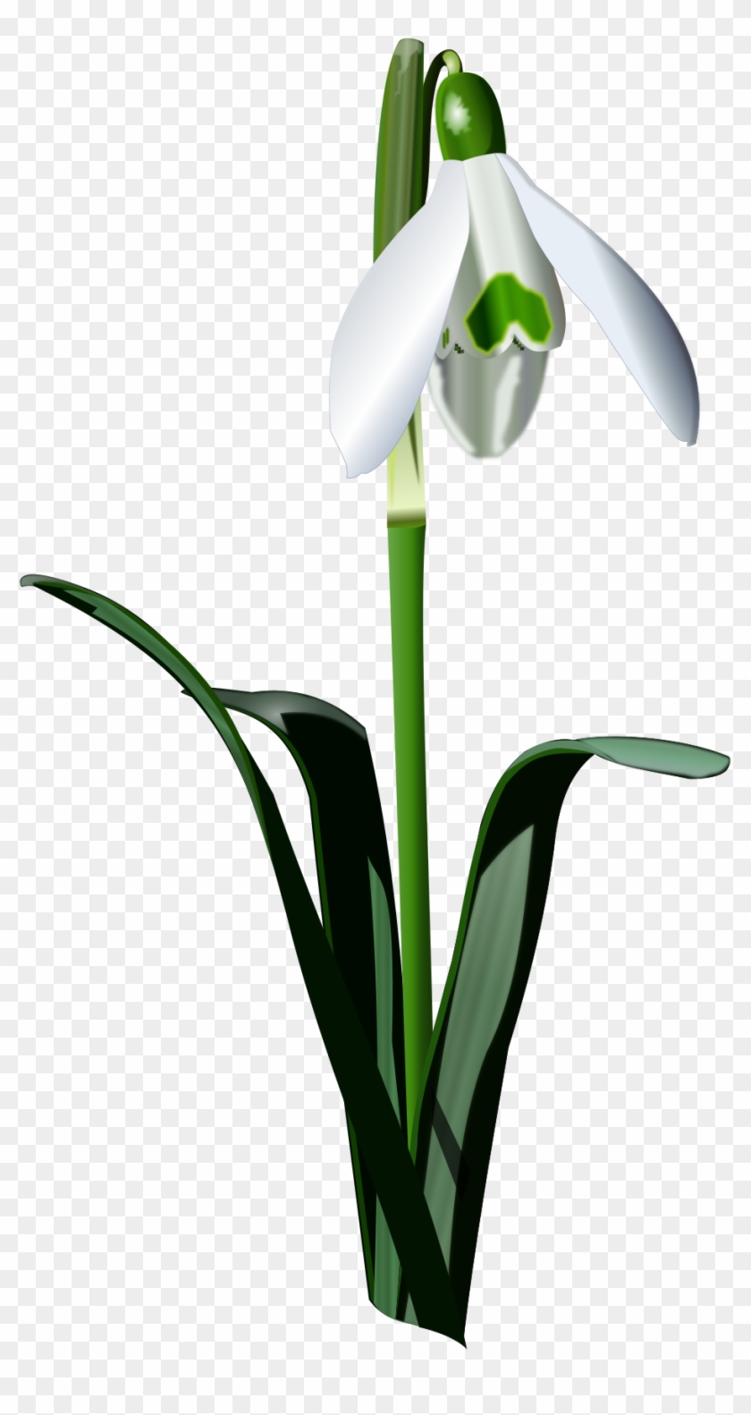 Snowdrop - Snowdrop Png #570834