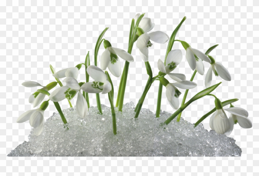 snowdrops in snow wallpaper clipart