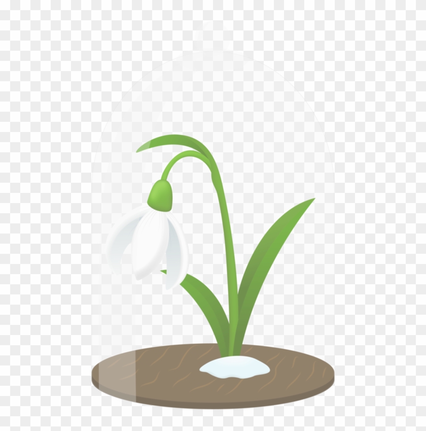 Snowdrops - Snowdrop #570869