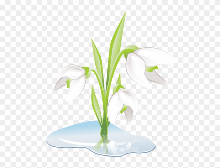 Snowdrops - Portable Network Graphics #570872