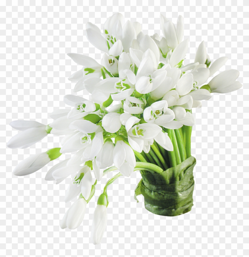 Snow Drops - Snow Flowers Png #570931