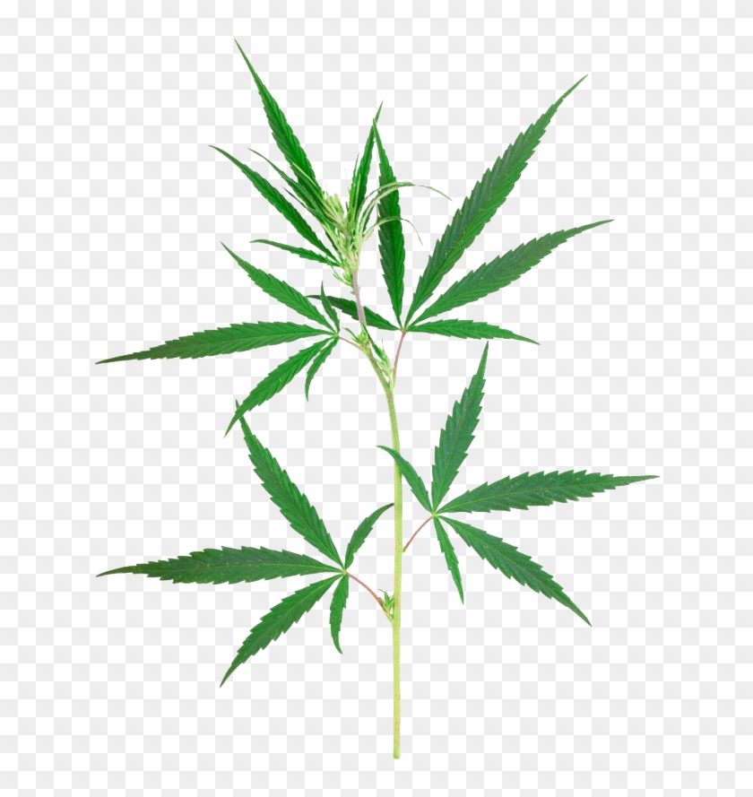 Planta Marihuana Png #571050