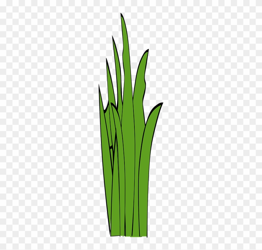 Weed Clipart Long Grass - Pixabay #571063