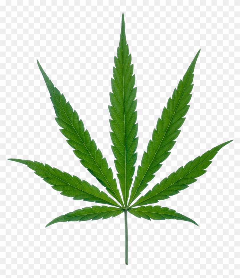 Cannabis Leaf #571074