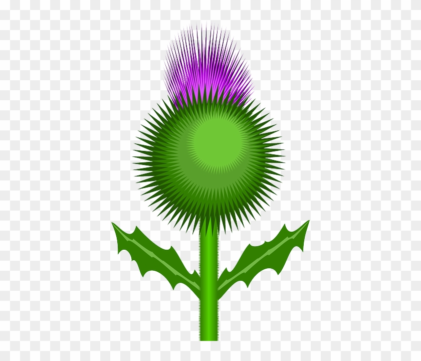 Flower, Thorns, Bonny, Weed, Plant, Bloom - Scotland Flower Clip Art #571145