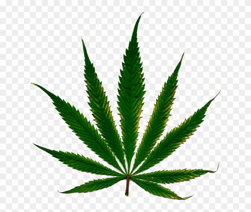 Marijuana Leaf White Background #571149