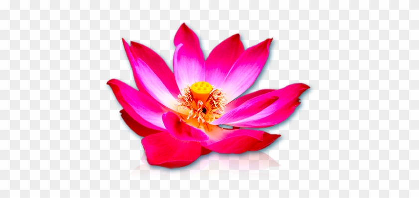 Previous Image - Sacred Lotus #571361