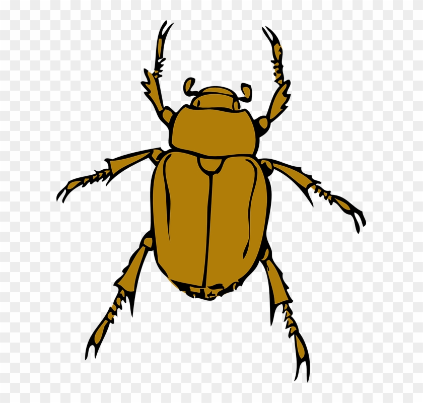 Bugs, Bug, Insect, Animal, Beetle, Insects - Beetle Clipart #571442