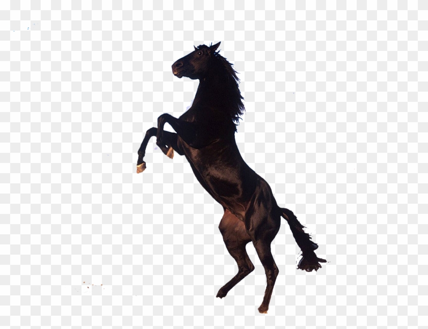 Horse Png Clipart - Horse #571919