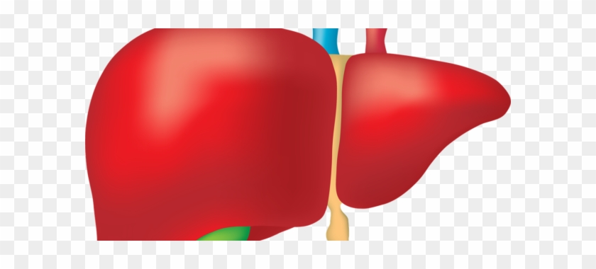 Signs Your Liver Is Sluggish And What To Do About It - Liver #572282