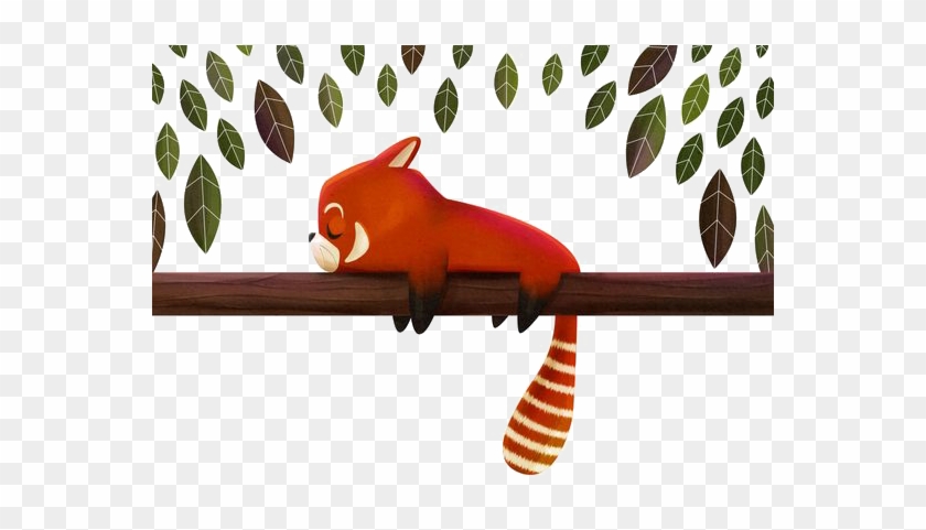 Red Panda Giant Panda Raccoon Drawing Illustration - Red Panda Giant Panda Raccoon Drawing Illustration #572524