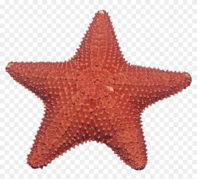 Starfish Png Image - Sea Star Png #572604