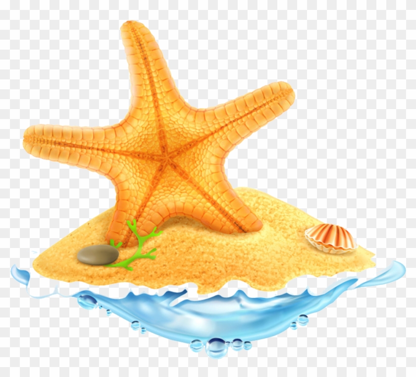 Starfish All Species Sea Stars Belong Stock Photo Royalty - Coconut Tree Cartoons Summer #572668