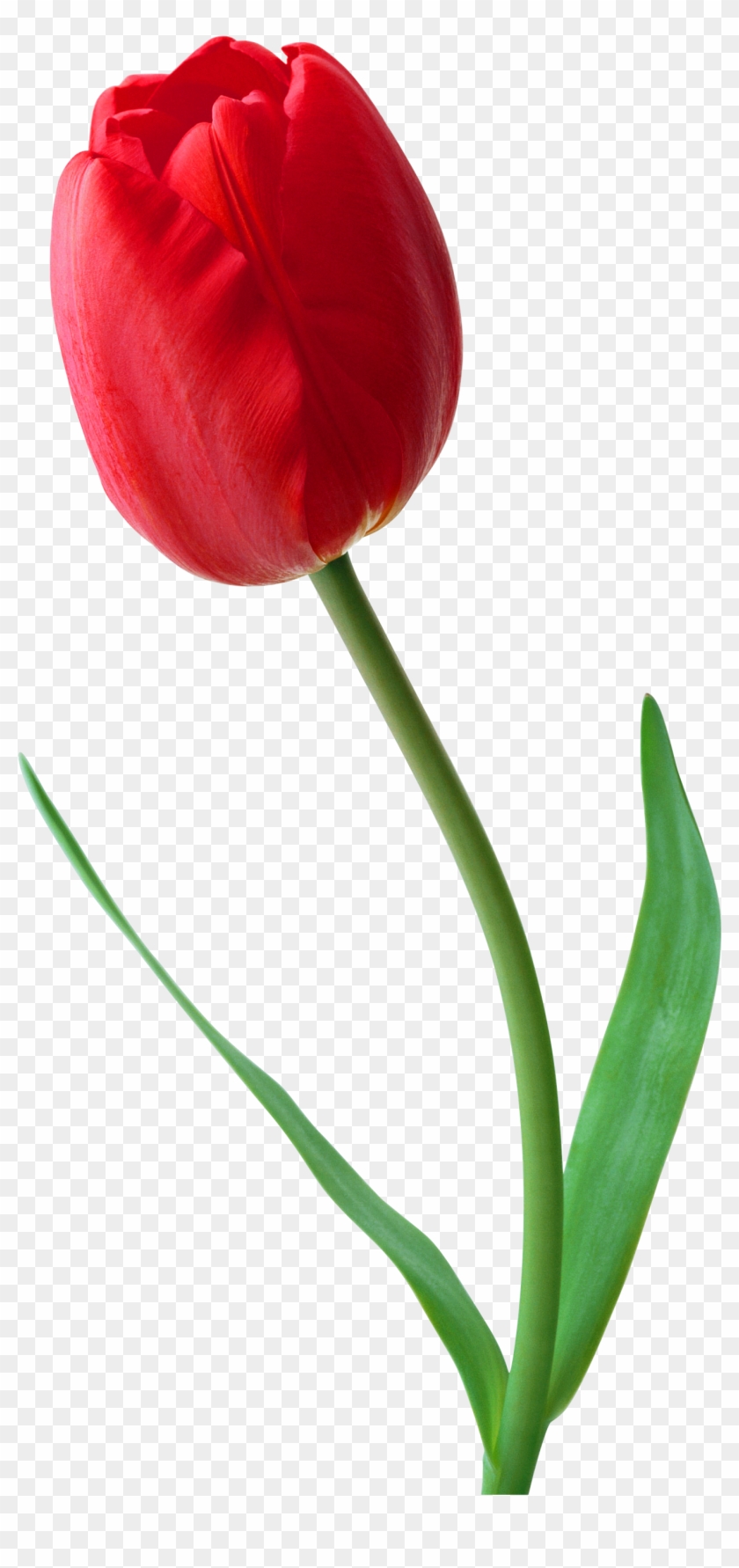 0, - Tulip Png #573627