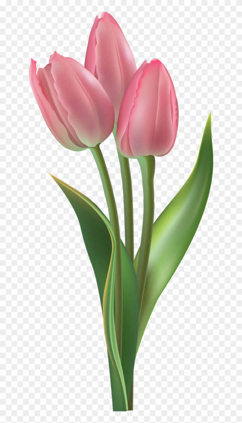 Beautiful Orange Tulip With Red Ribbon And Bow Holding - Pink Tulip Png #573672