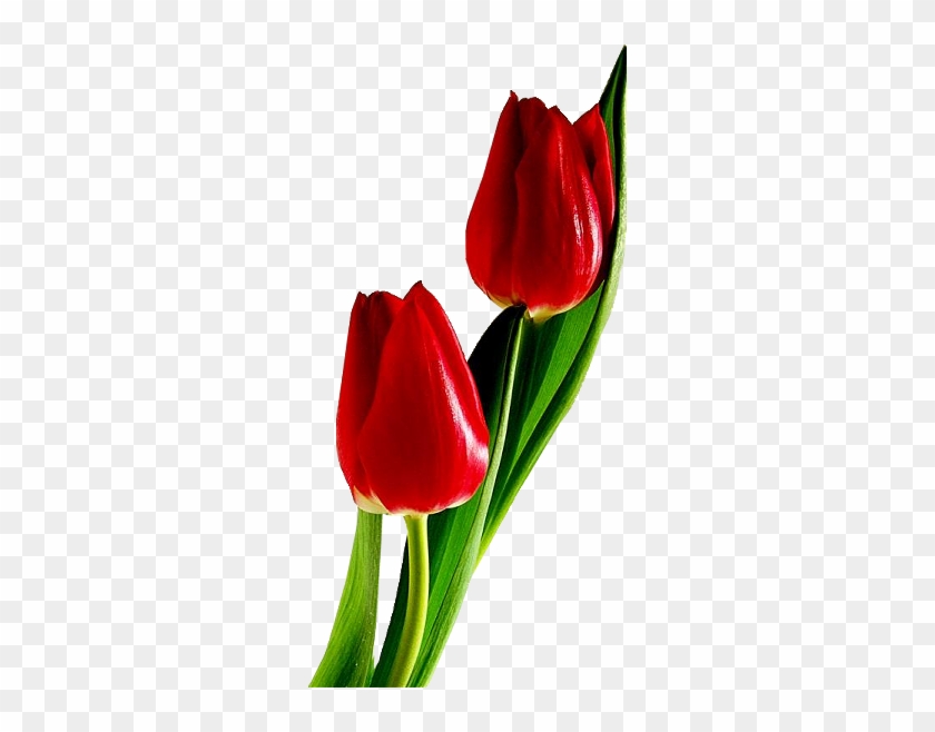 My Current Design Would Include 3 Red Tulips, 2 Butter - Red Tulip Png #573705