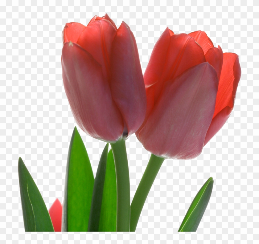 Tulip Red Flower - Tulip Red Flower #573780