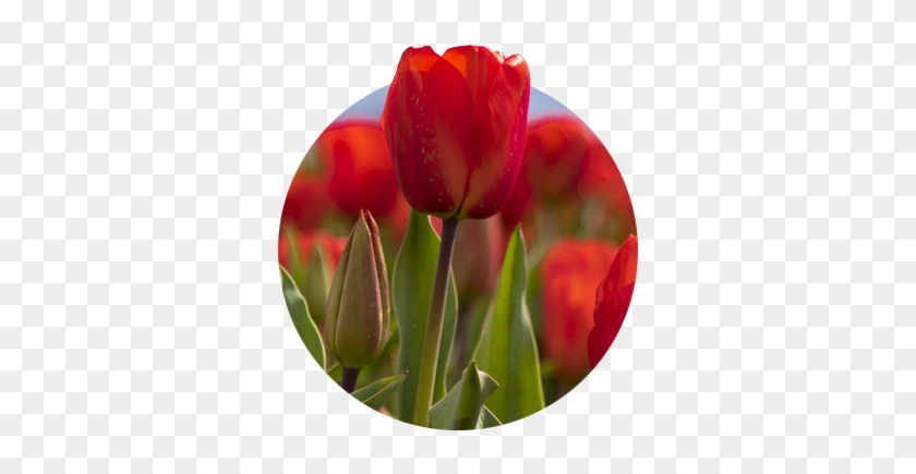 Closeup Of Red Tulip And Bud With Blurred Red Tulips - Tulip #573784