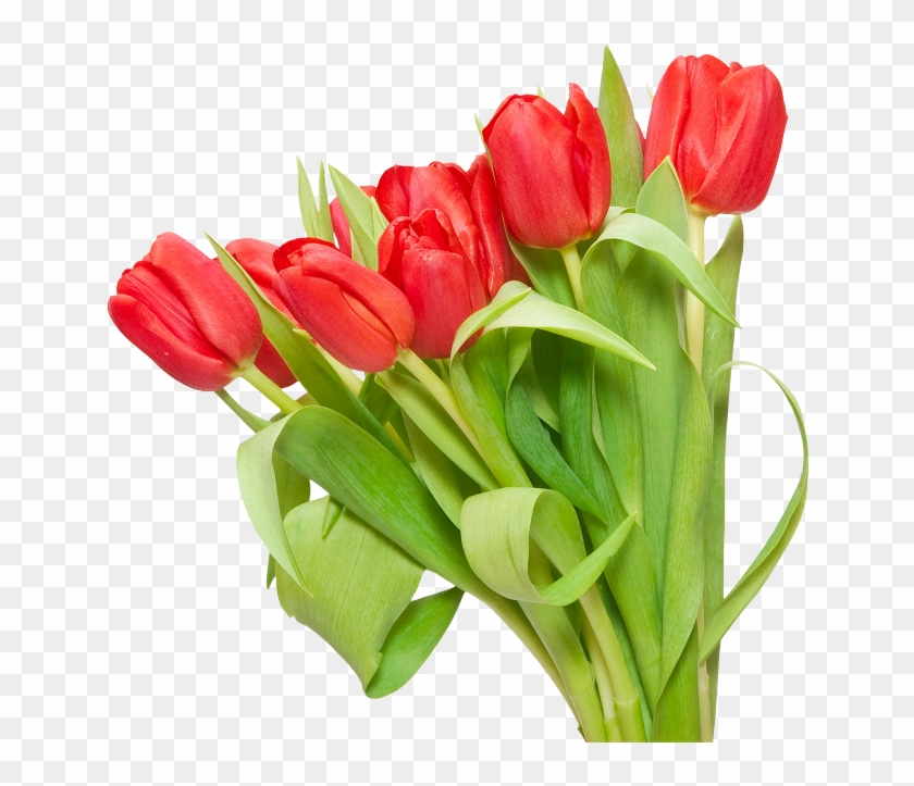 Red Tulips - Тюльпаны Png #573789