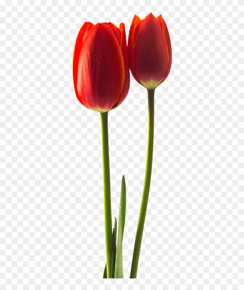Tulipa Gesneriana Flower Stock Photography - Tulipa Gesneriana Flower Stock Photography #573854