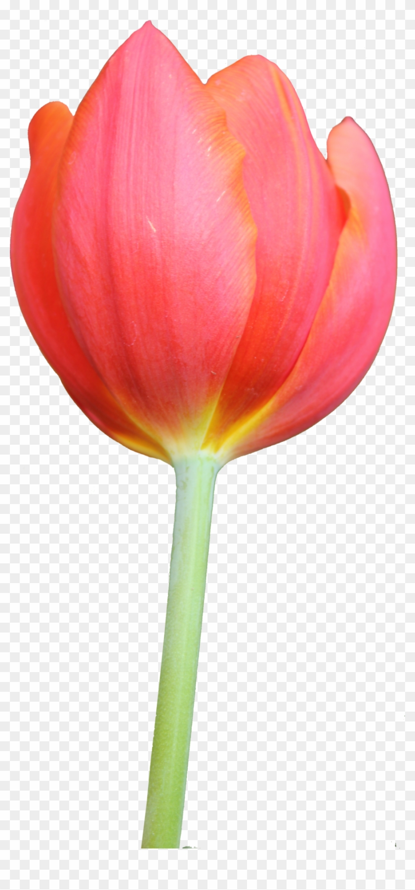 Tulip Png Hd - Tulip Png #573861