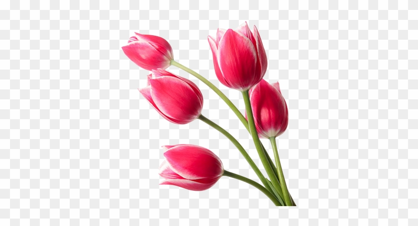 Red Tulips Png Image - Sprenger's Tulip #573878