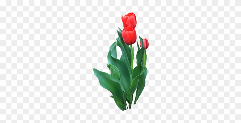 Tulip Flower Red Icon - Portable Network Graphics #573885