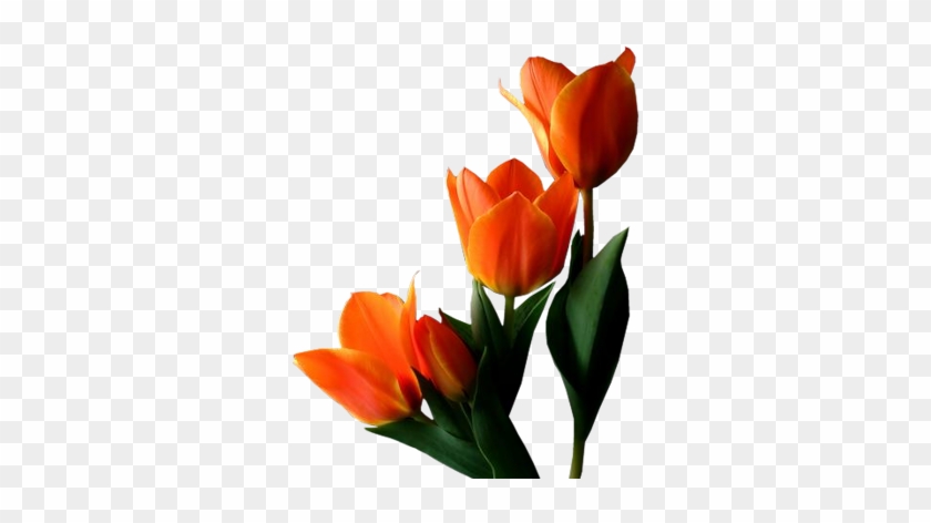 Orange-tulips - Orange Tulip No Background #573889