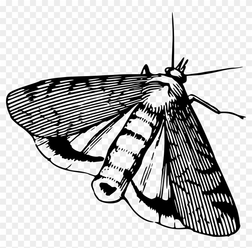 Moth 5 - Moth Black And White #573928