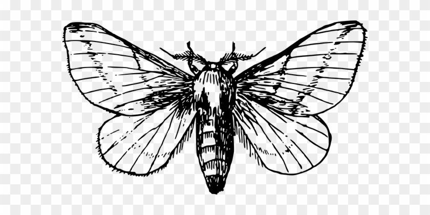 Animal Insect Maple Moth Moth Moth Moth Mo - Moth Drawing #573947