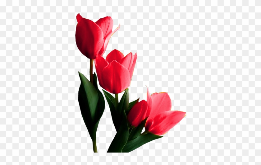 Red Tulips - Fleur Tulipe Png #573964