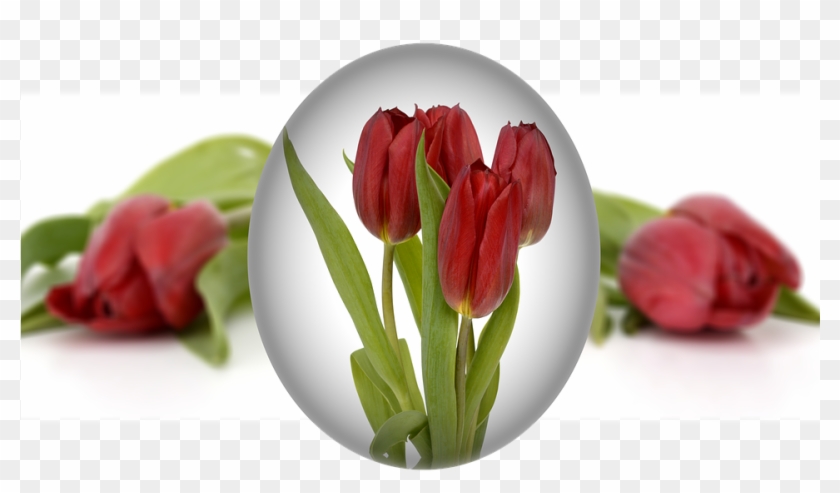 Easter, Egg, Easter Egg, Tulips, Flower - Easter #573983