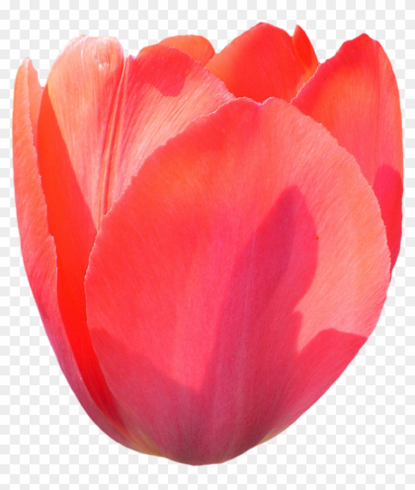 Tulip Png - Tulip #573993