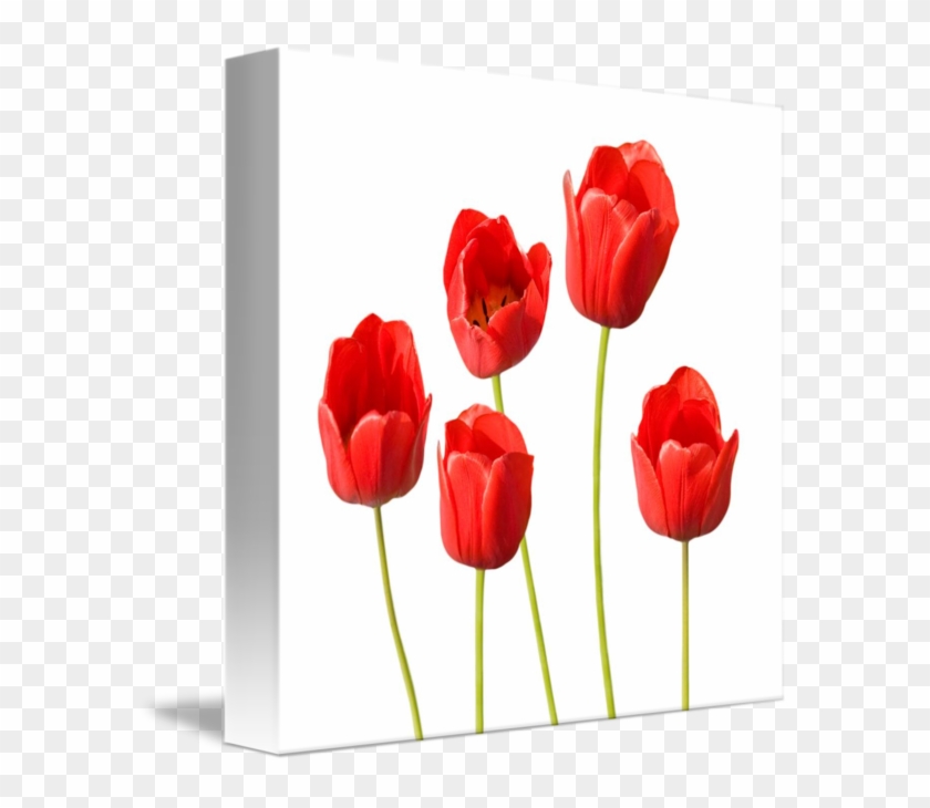 Wildflower Red Tulips Png Watercolor - Mom Birthday Card - Happy Red Tulips Card #573998
