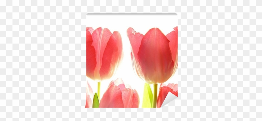 Close-up Of Bunch Of Red Tulips On White Background - Red #574000