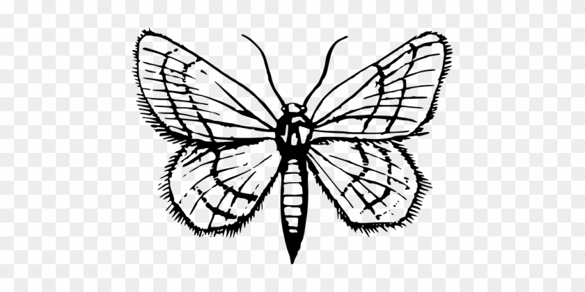 Animal Insect Moth Moth Moth Moth Moth Mot - Insect #574002