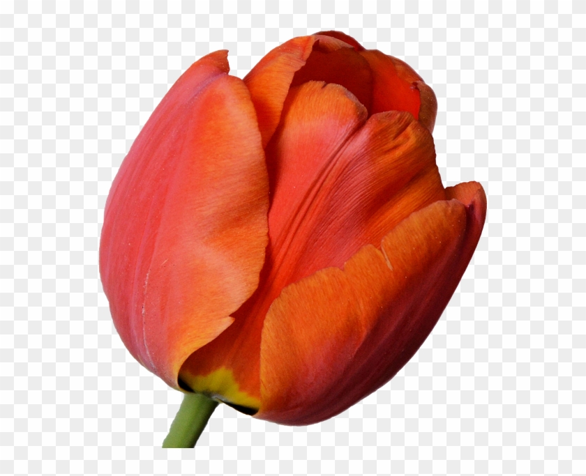 Tulip Png 24, Buy Clip Art - Tulip #574005