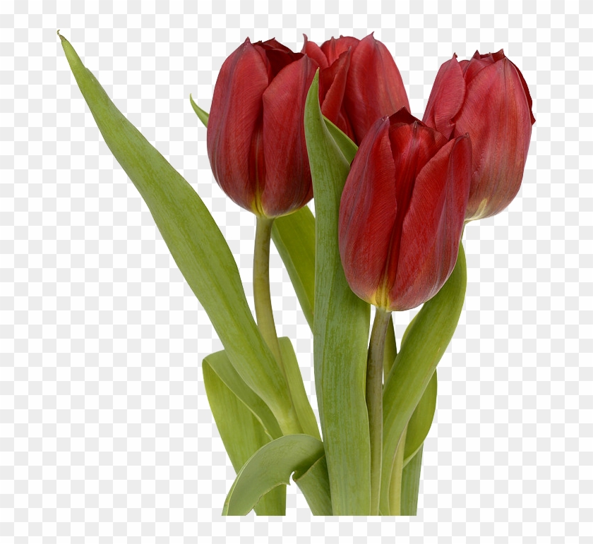 Flor De Tulipán Stock - Flowers Leaves #574008
