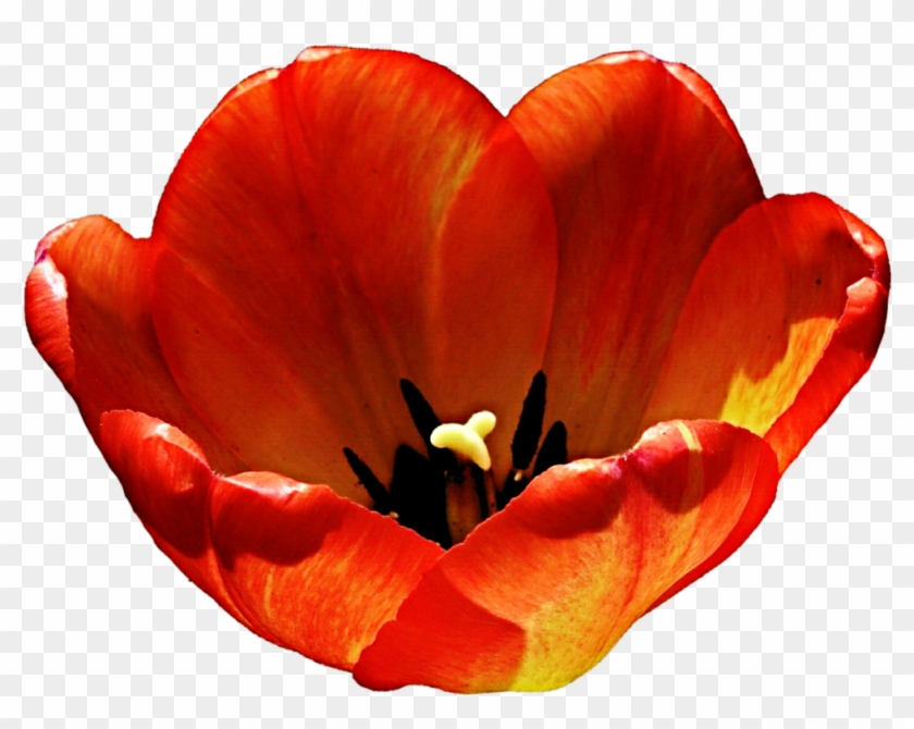 Orange Tulip By Jeanicebartzen27 - Tulip #574009