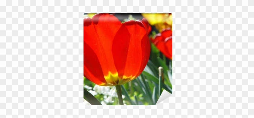 Sprenger's Tulip #574017