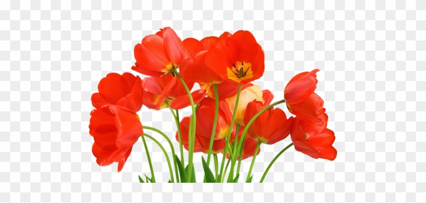 Red Tulipsred - Beautiful Flower Hd Photo Download #574029