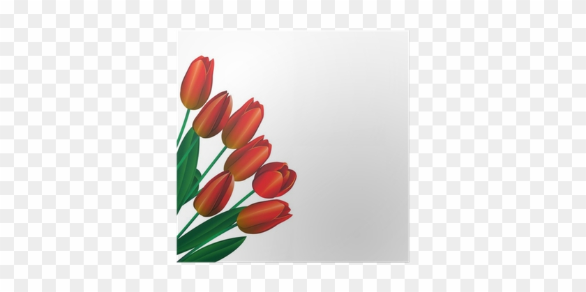 Sprenger's Tulip #574030