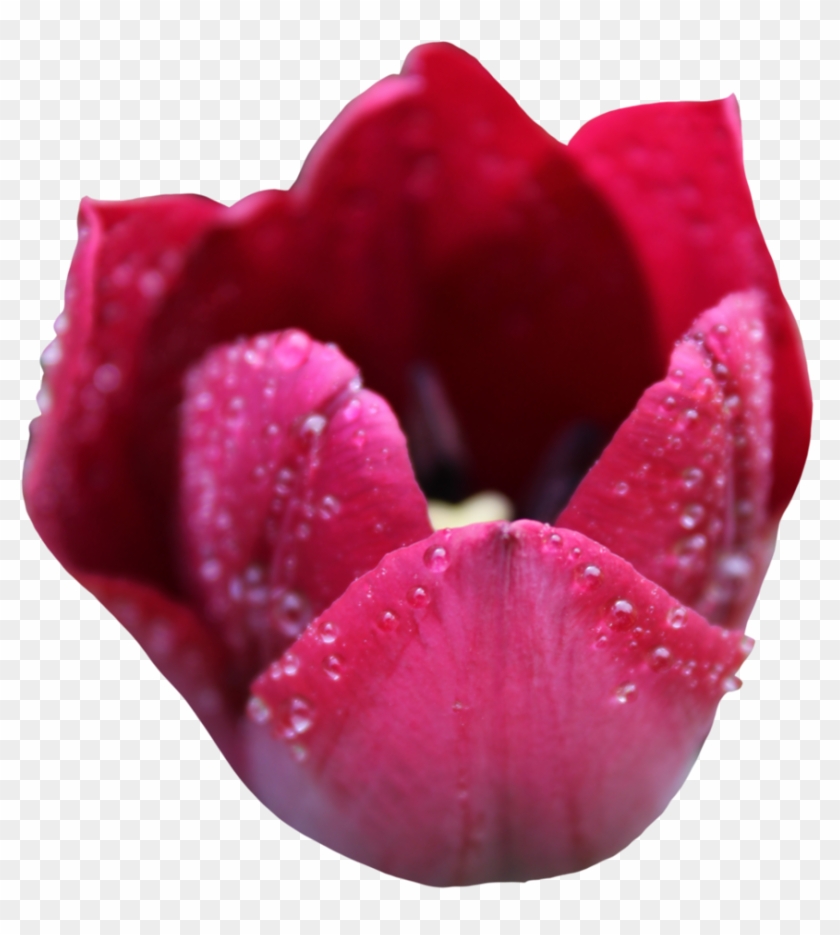 Tulip Flower Free Png Transparent Images Free Download - Tulip #574035