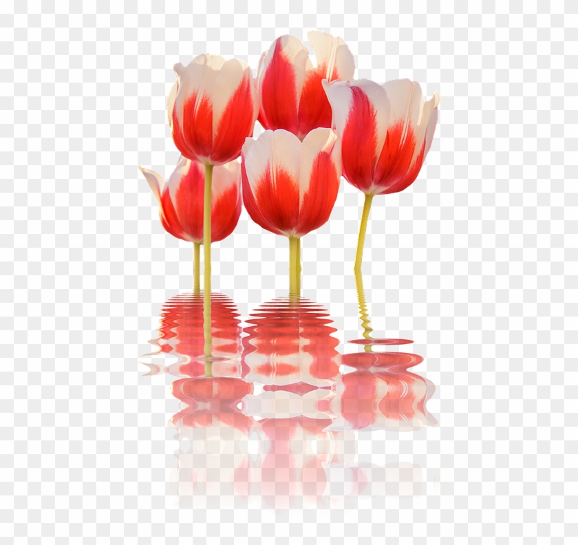 Spring, Tulips, Mirroring, Flower, Blossom, Bloom - Spring Flowers Png #574064