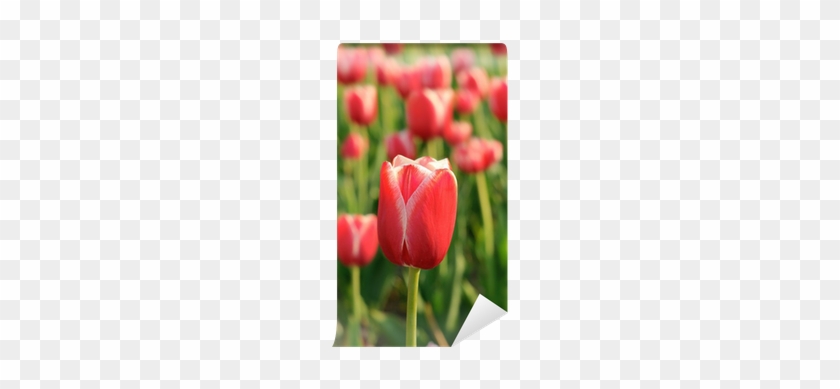 Sprenger's Tulip #574066